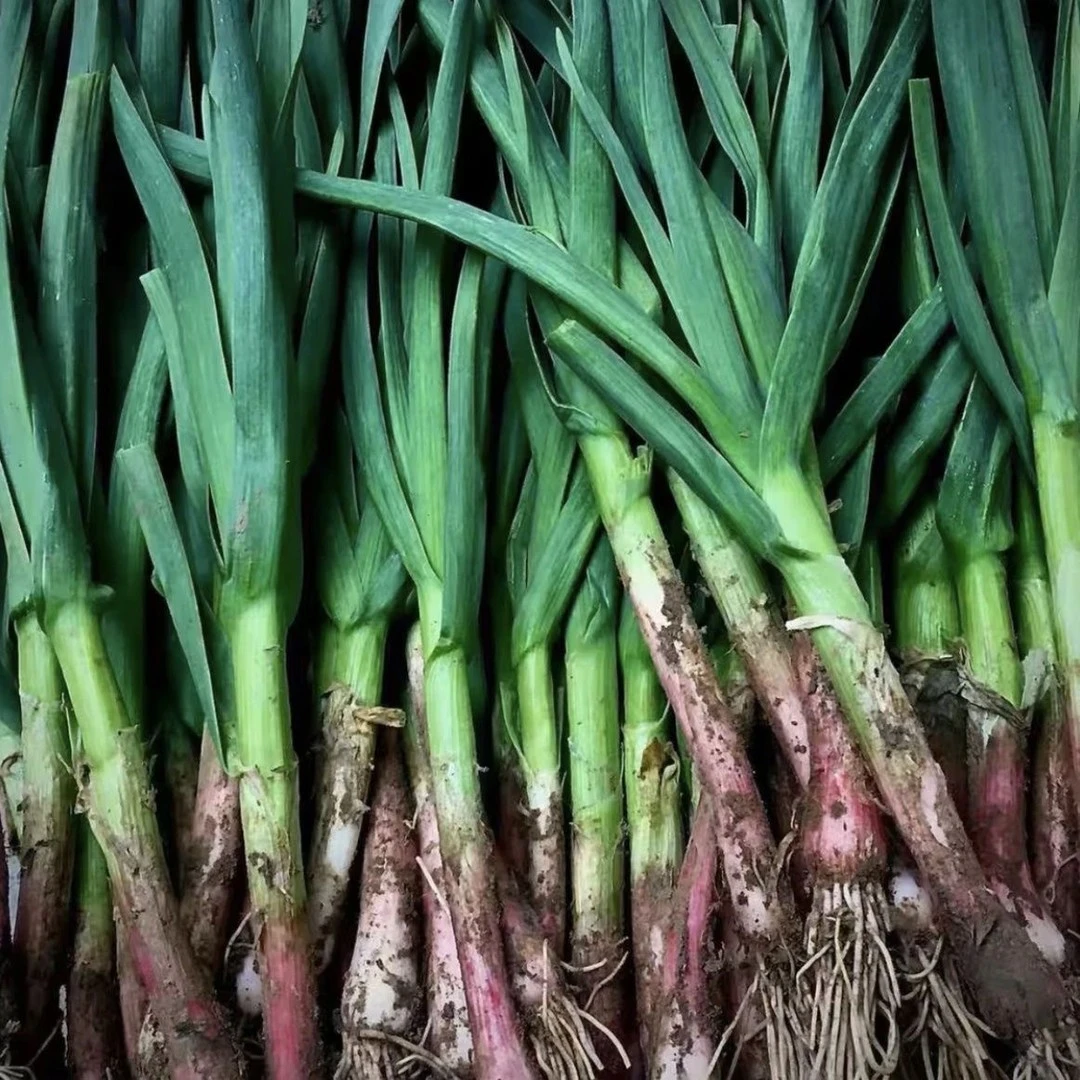 贵州农家红根蒜苗新鲜现挖本地土蒜苗蔬菜