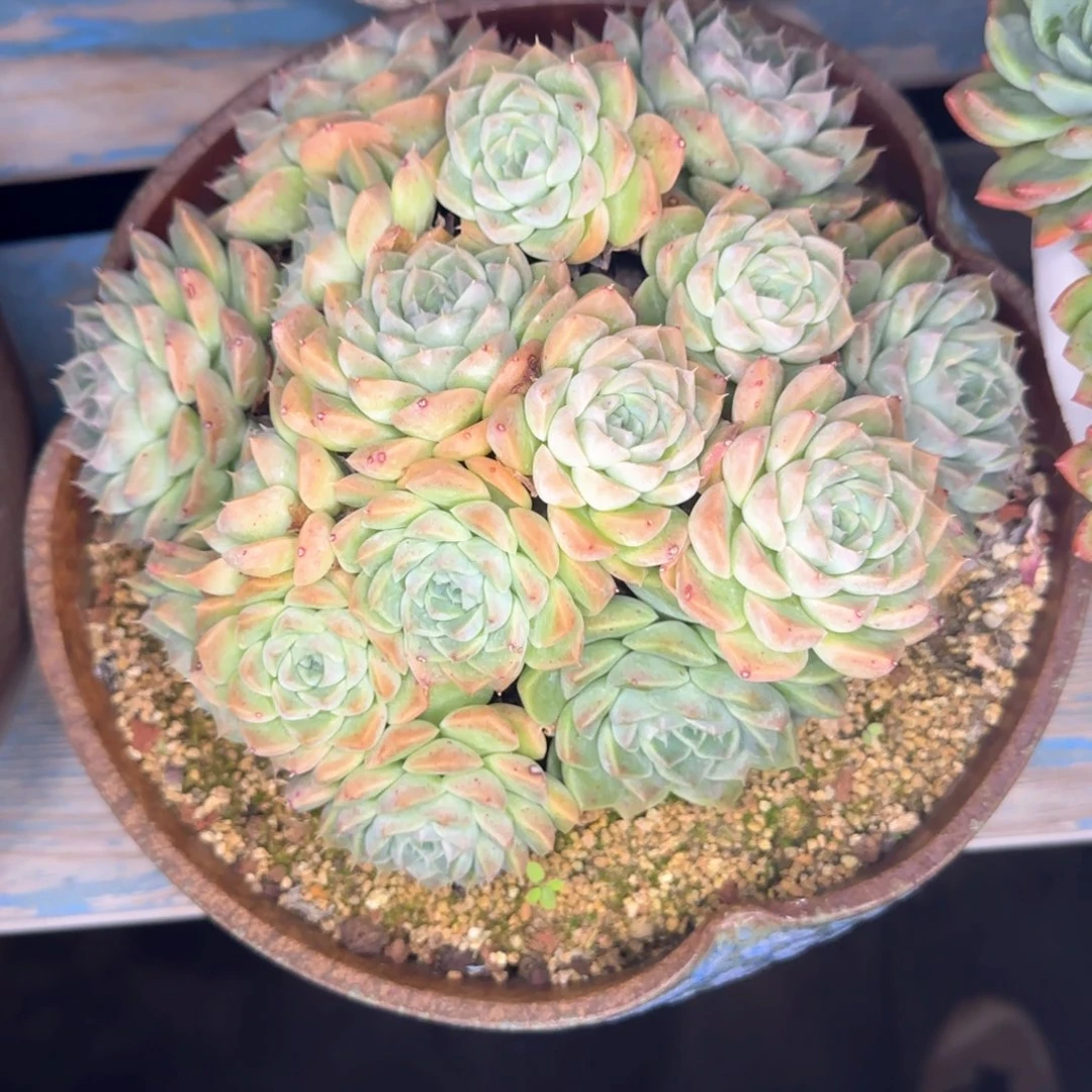 多肉植物多肉植物