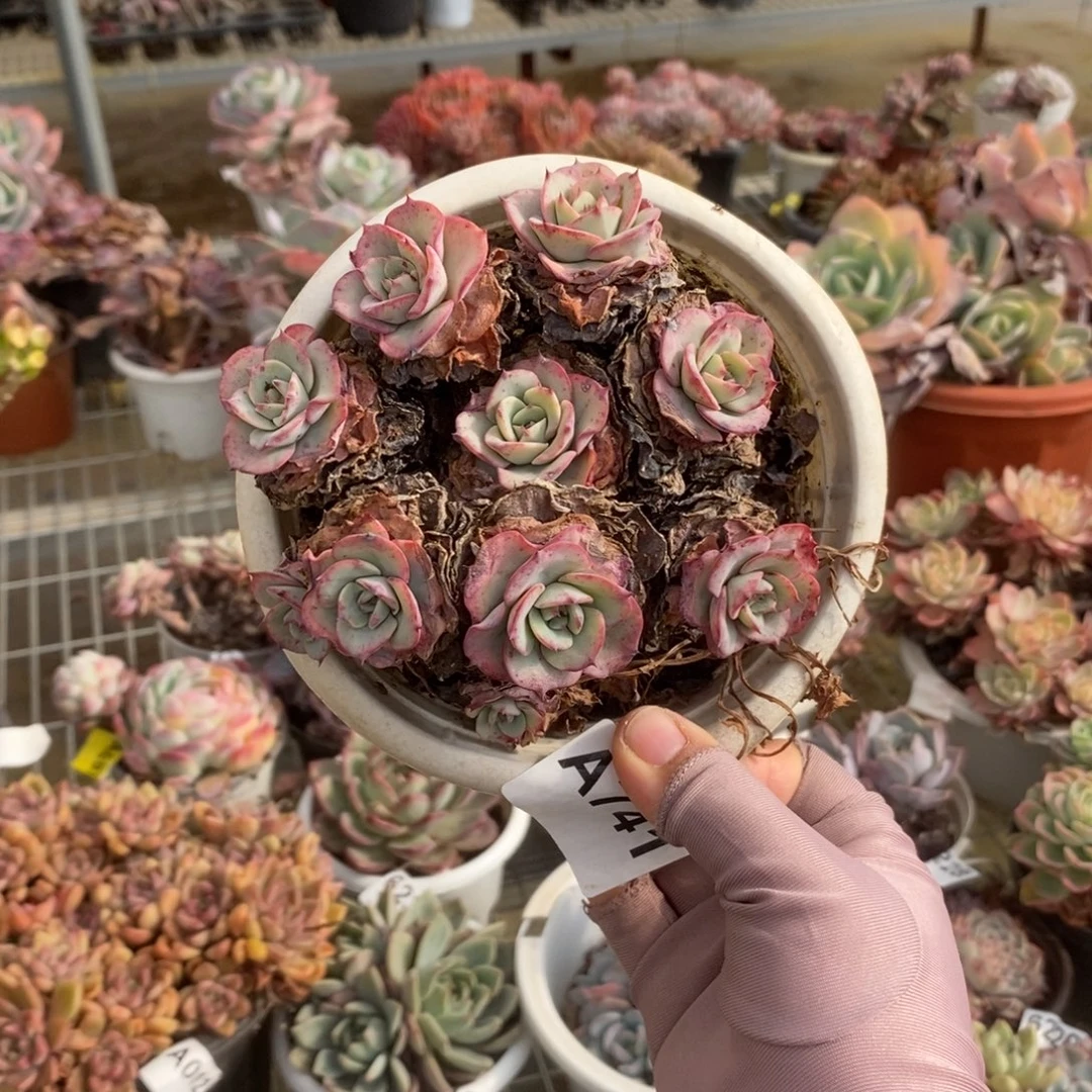 741奶油黄桃一物一拍