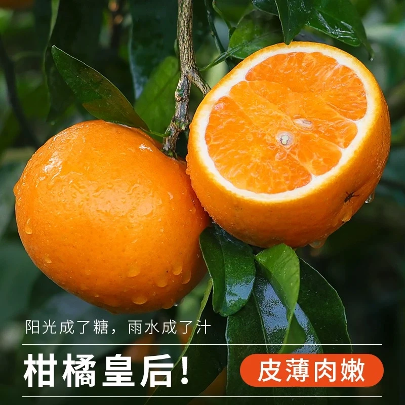 广西武鸣沃柑新鲜采摘香甜爆汁新鲜水果