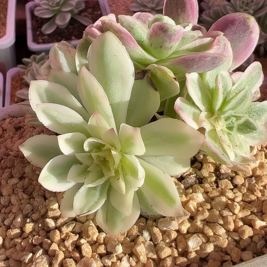 山地玫瑰锦秋夕1467号