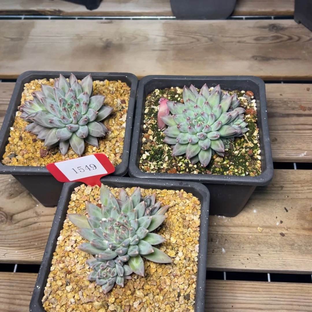 1549肉多哦多么多么多哦