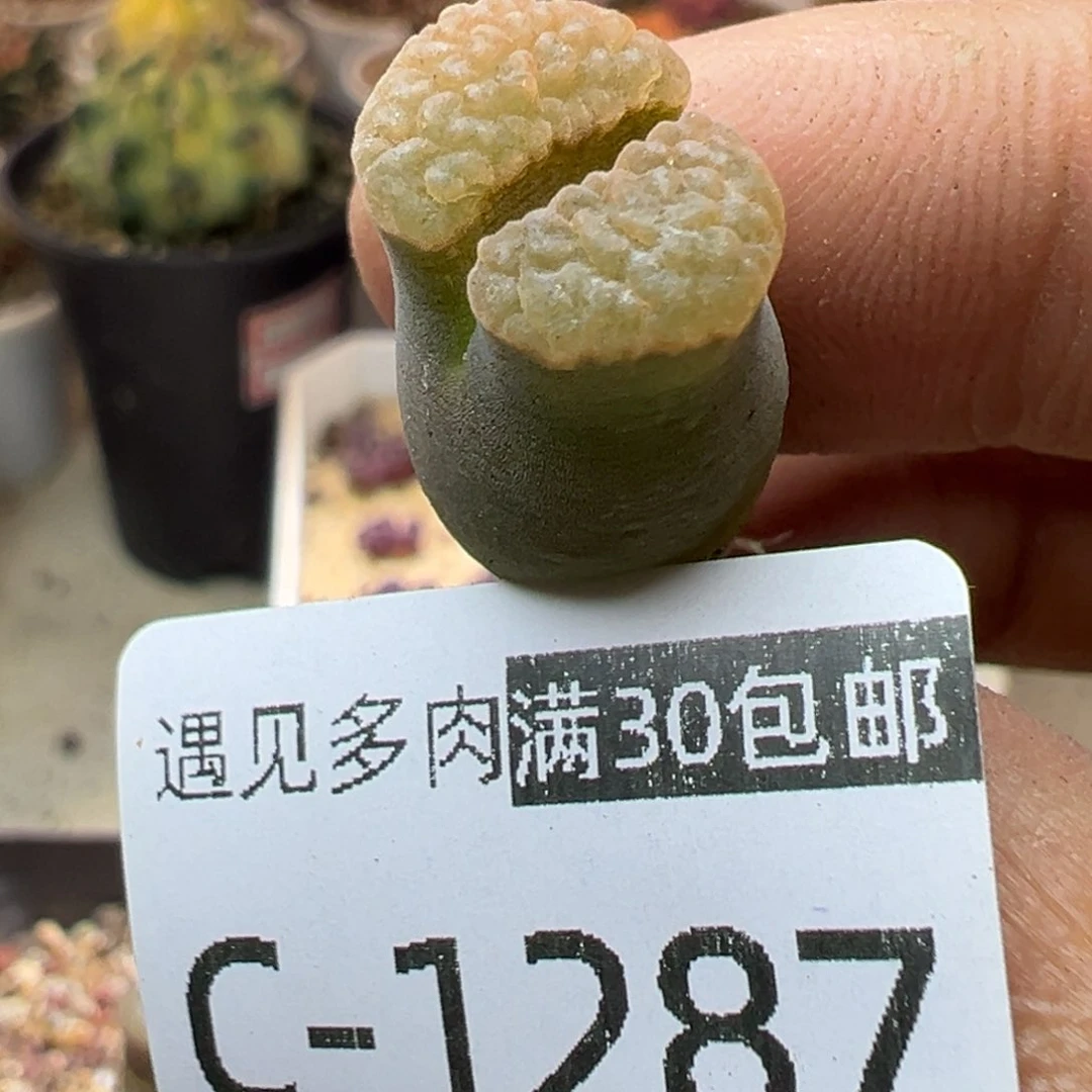 多肉植物11111111111