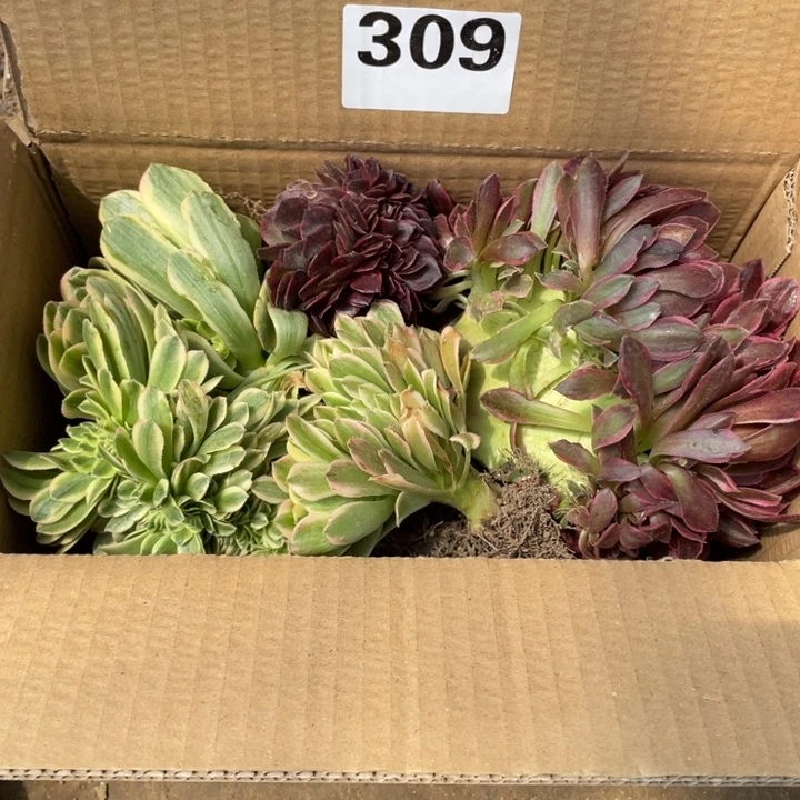 大***编号309一箱缀化没有售后