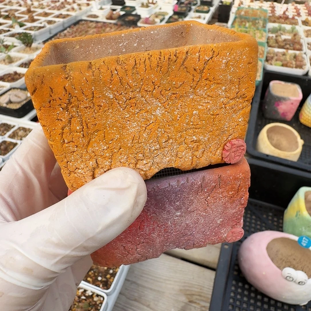 猫****多肉植物福利风铃