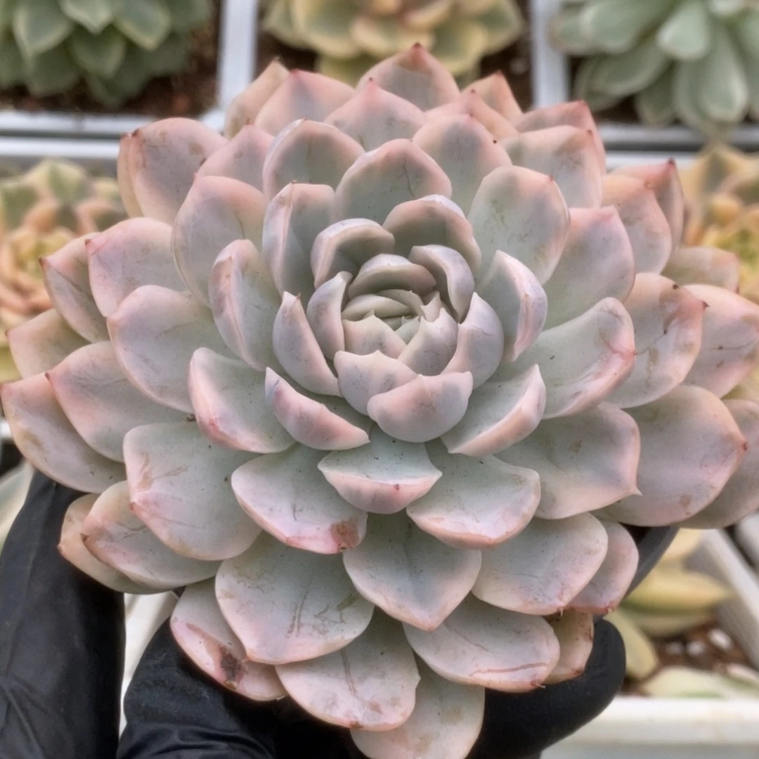 241雪球锦锦锦锦锦锦锦