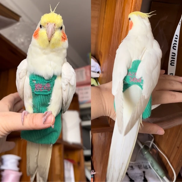 免费刺绣名字电话无侧缝立体大容量鸟屎兜尿不湿飞行服可清洗