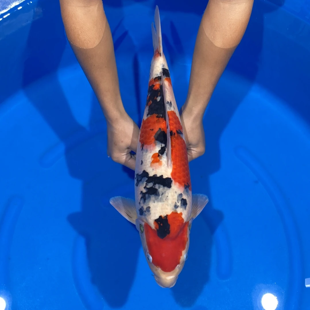 阪井出品星女王大正锦鲤母（星辰有我）【实以直播间为准】