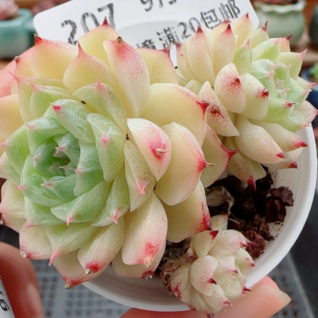 花语逸镜0929-207