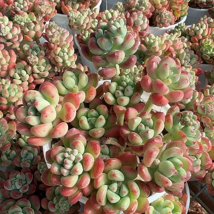 完美仙子多肉植物