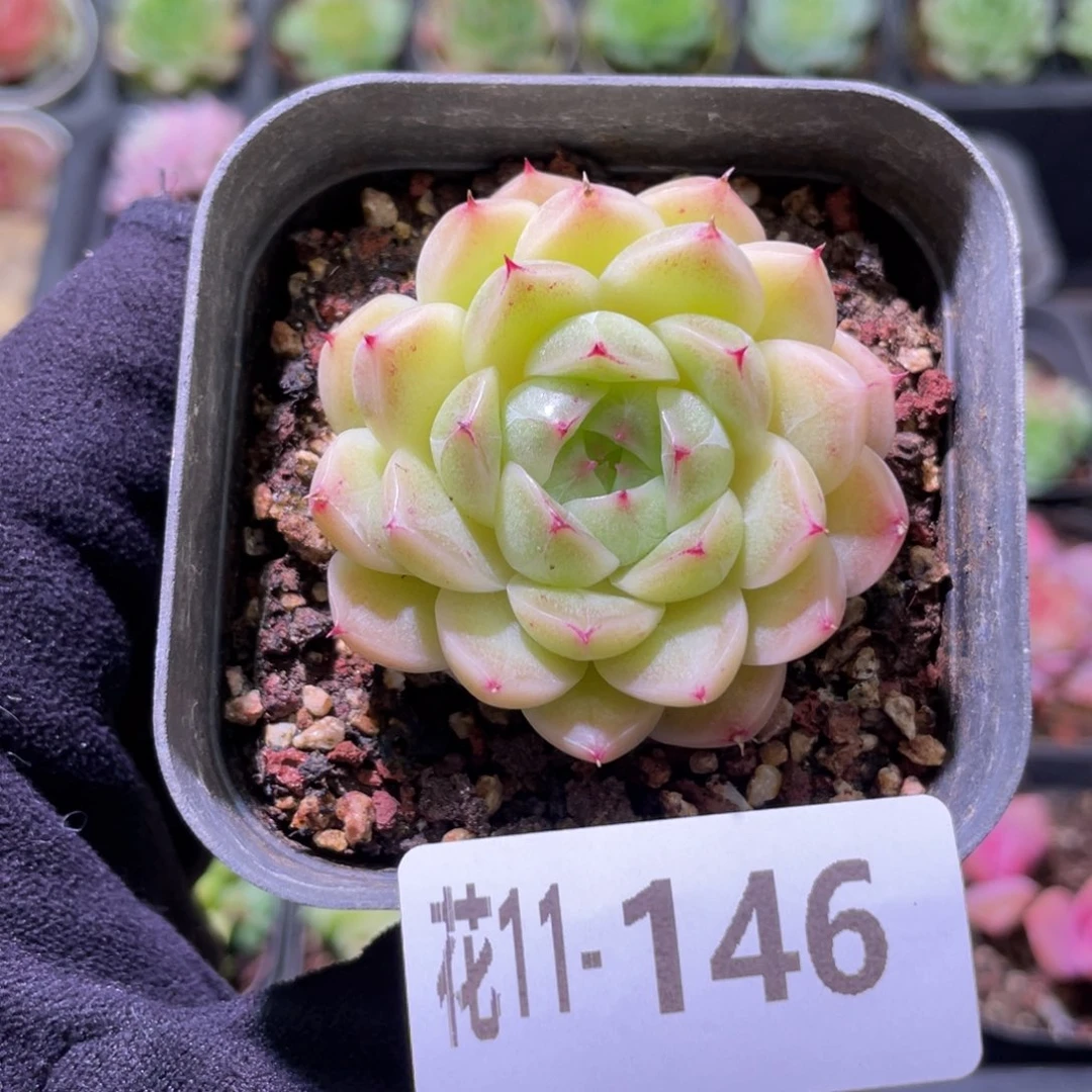 花利美11-146麦秆