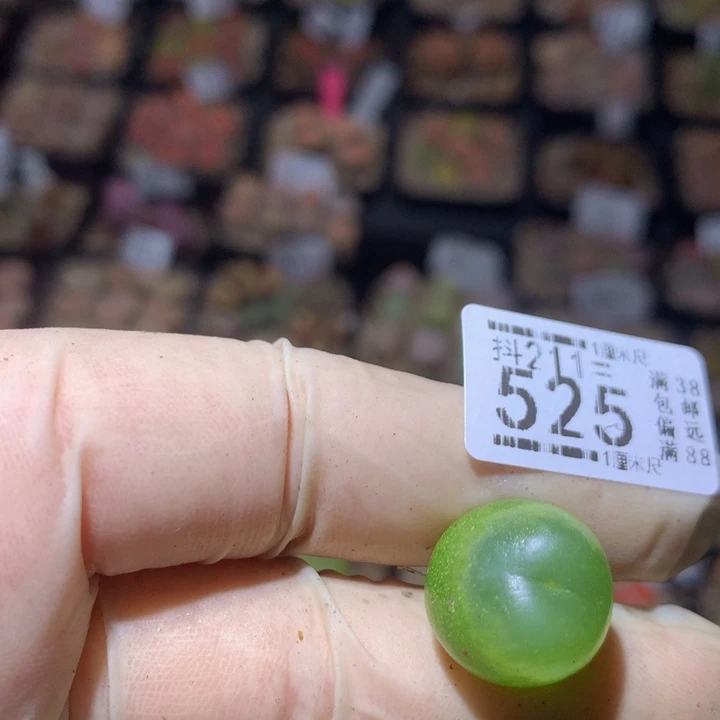 咩*精品生石花211.525