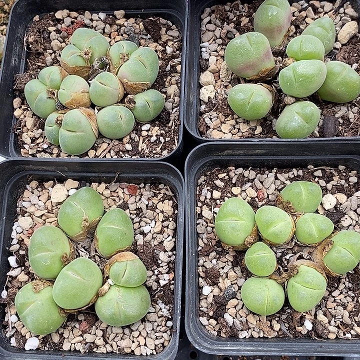 1873毛翠滴一群。