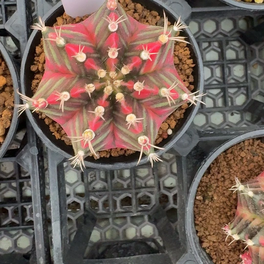 L208-1128广东发货