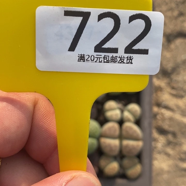 ****璐生石花等植物的生长722