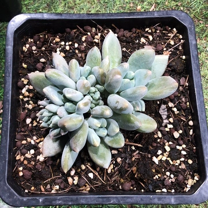 半*胖体哥特萝莉大群多肉植物