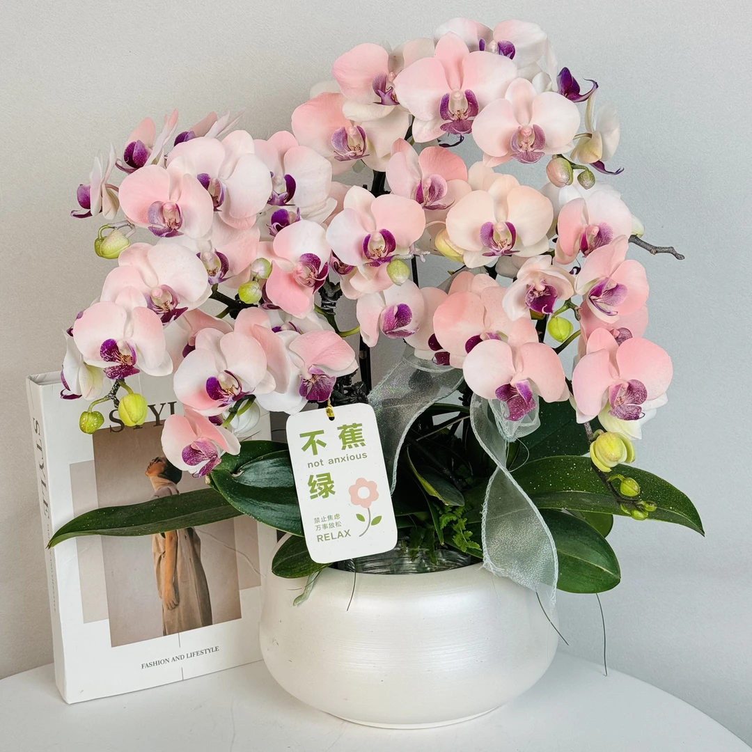 蝴蝶兰【粉宝宝】马卡龙色网红爆款纯植物提取色素染色工艺4-6