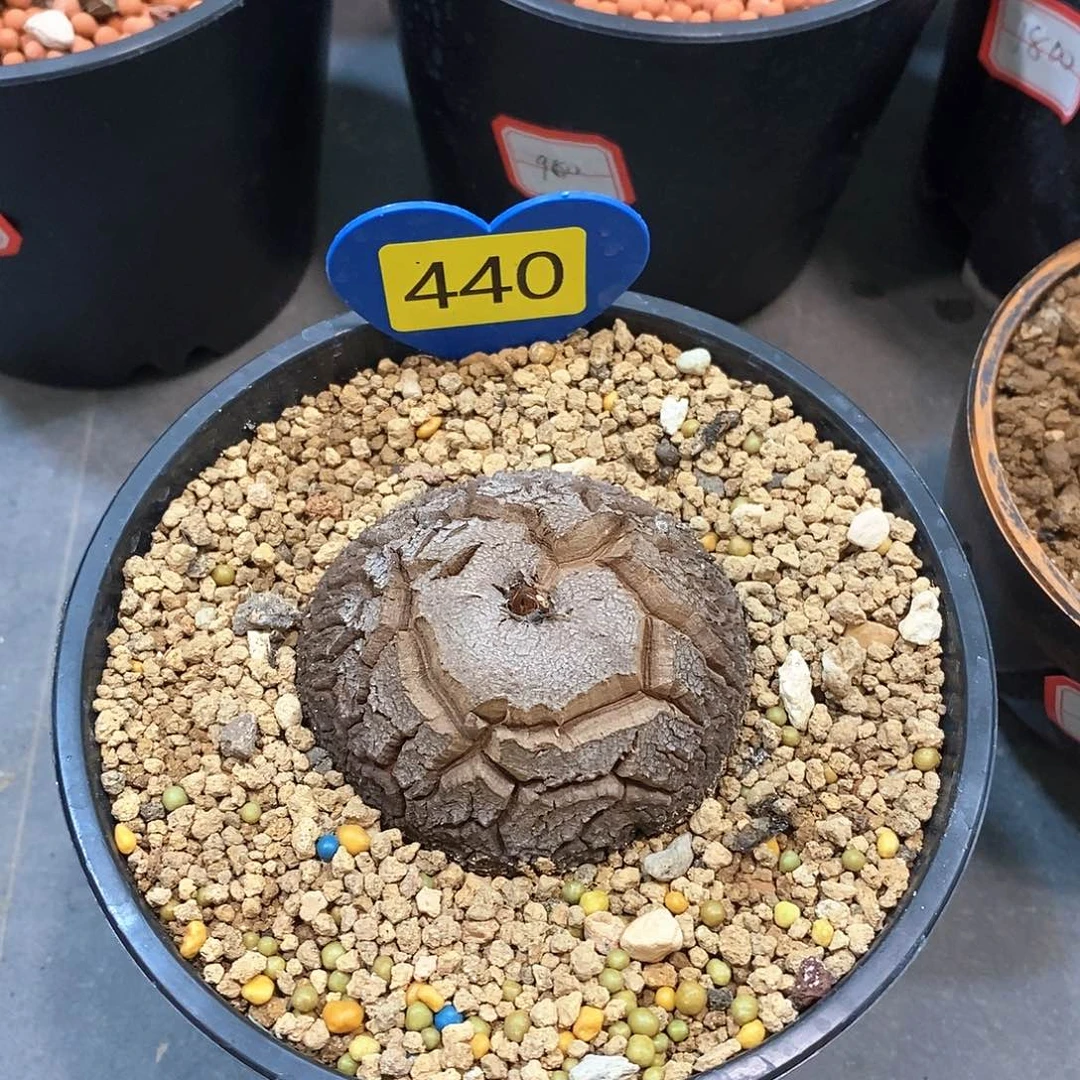 南非龟甲龙龟甲龙