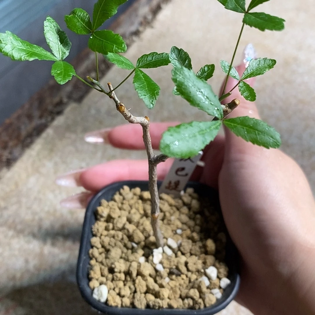 我***心汗巴提没药带盆发货