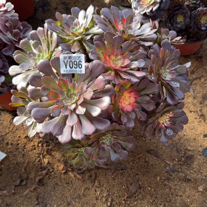 096烟花官服 30左右2