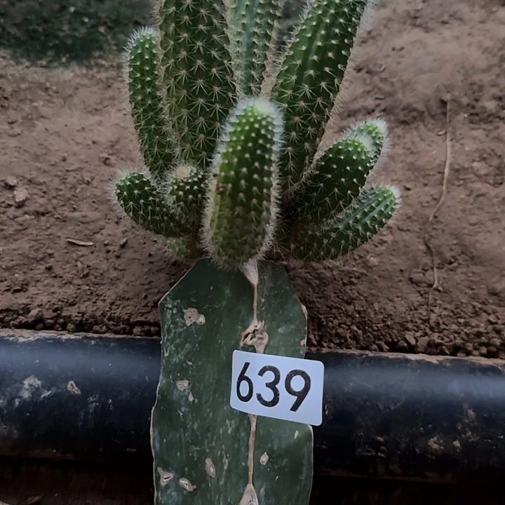 肆****无花朵嫁接红花金妞639