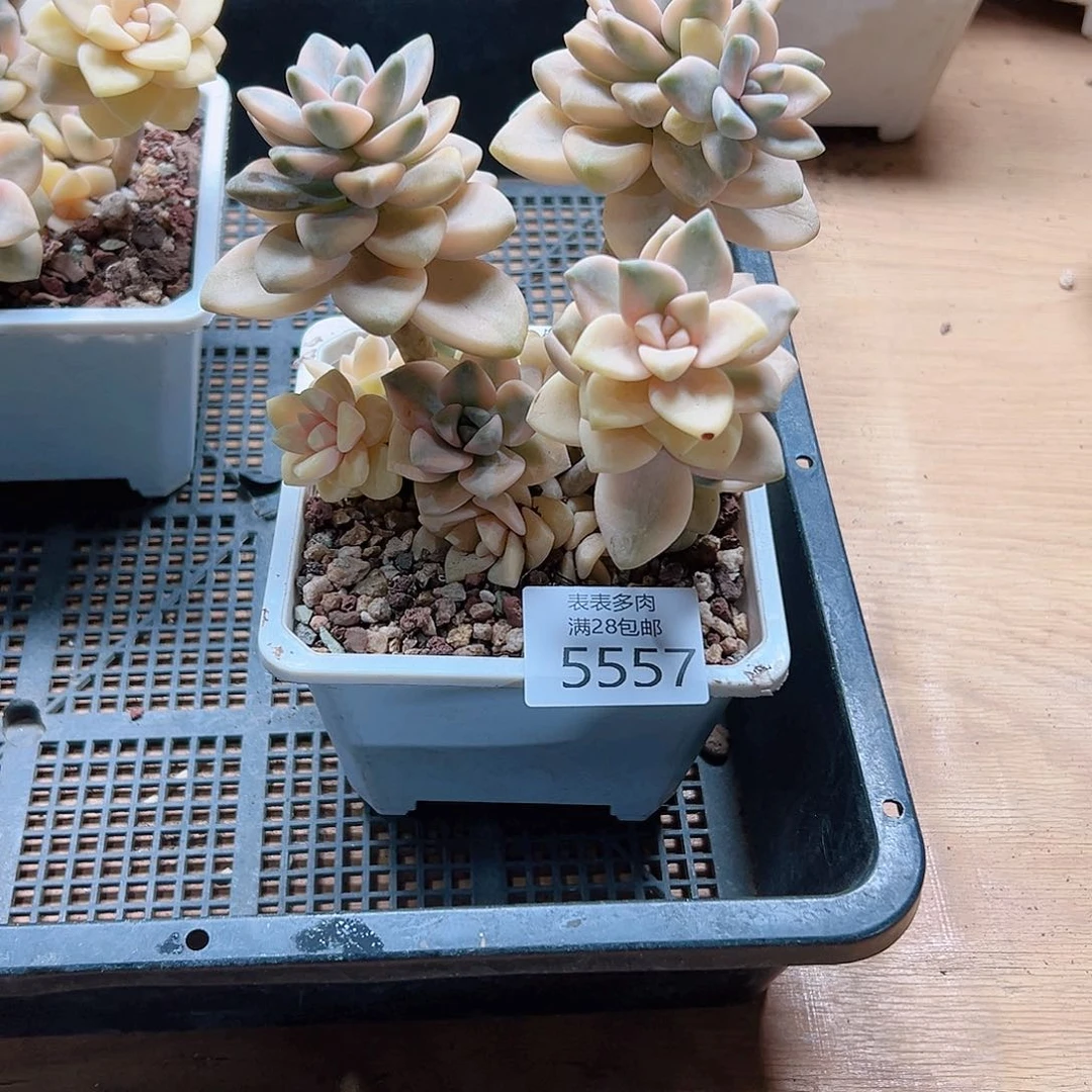 小****多肉一物一拍557