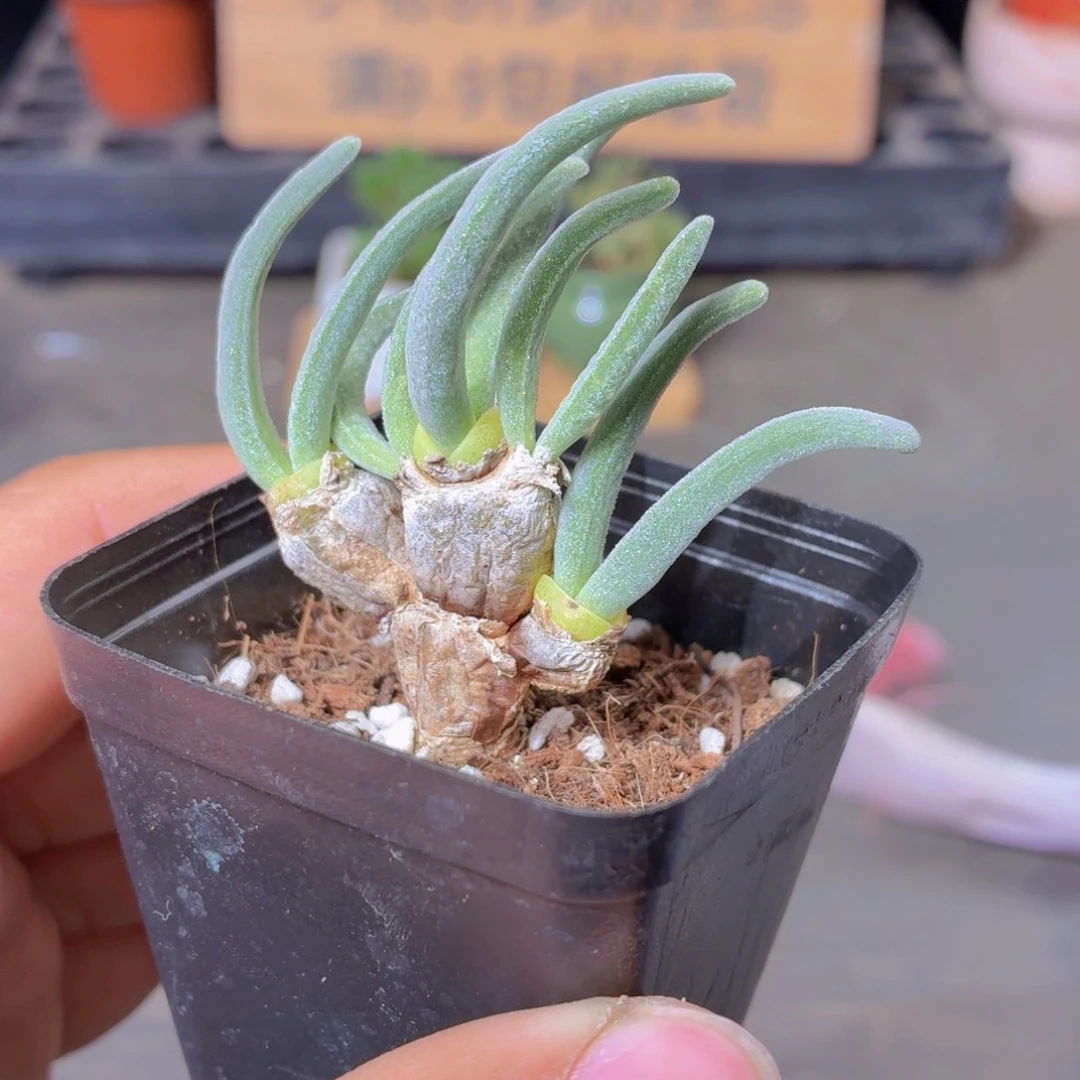 碧光环多肉9.9包邮发货