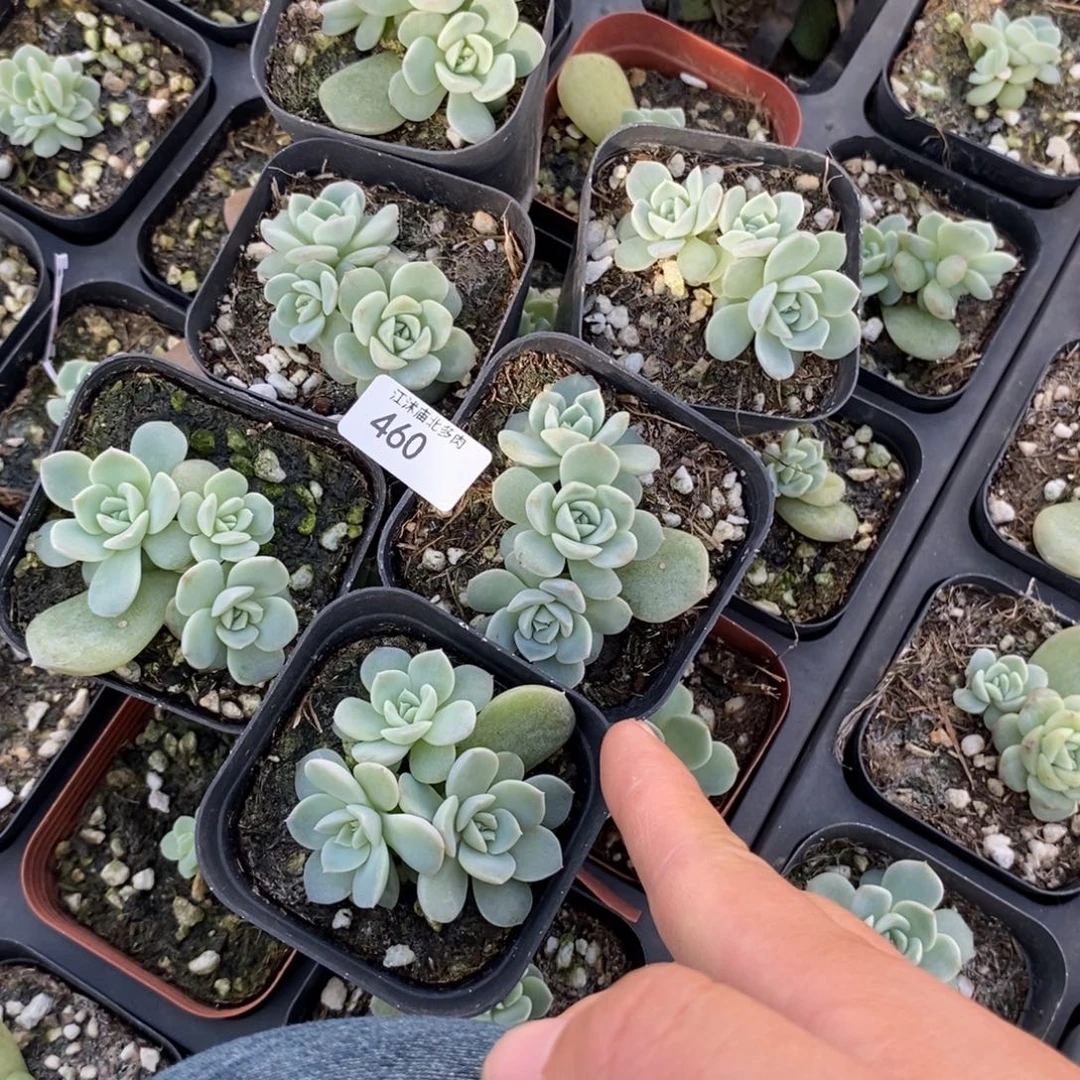 标460甜心717群生一个量拍