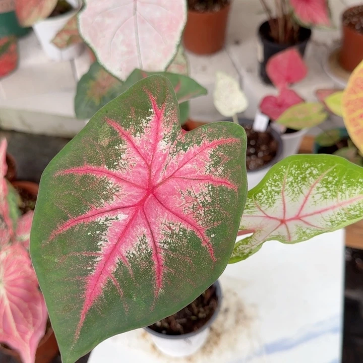 无花朵红桃公主彩叶芋