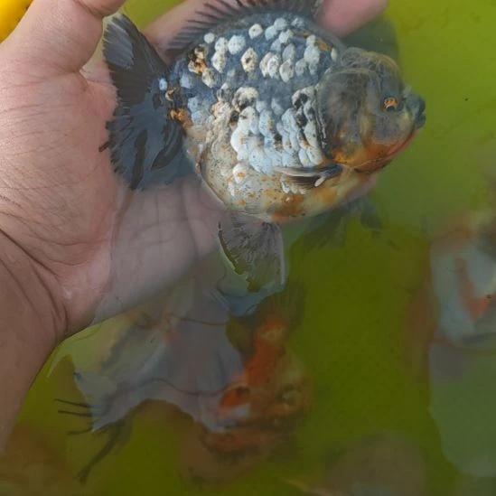 麒麟泰狮金鱼将军