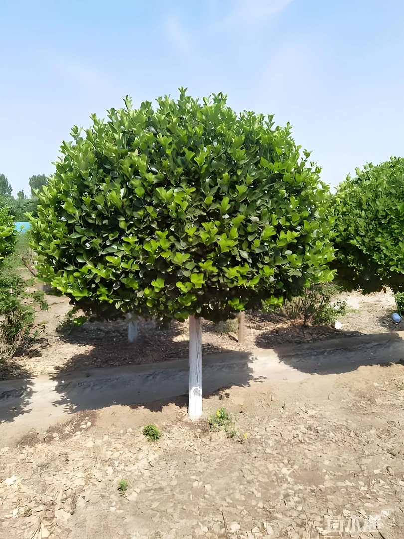 四季常青红火箭卫矛球