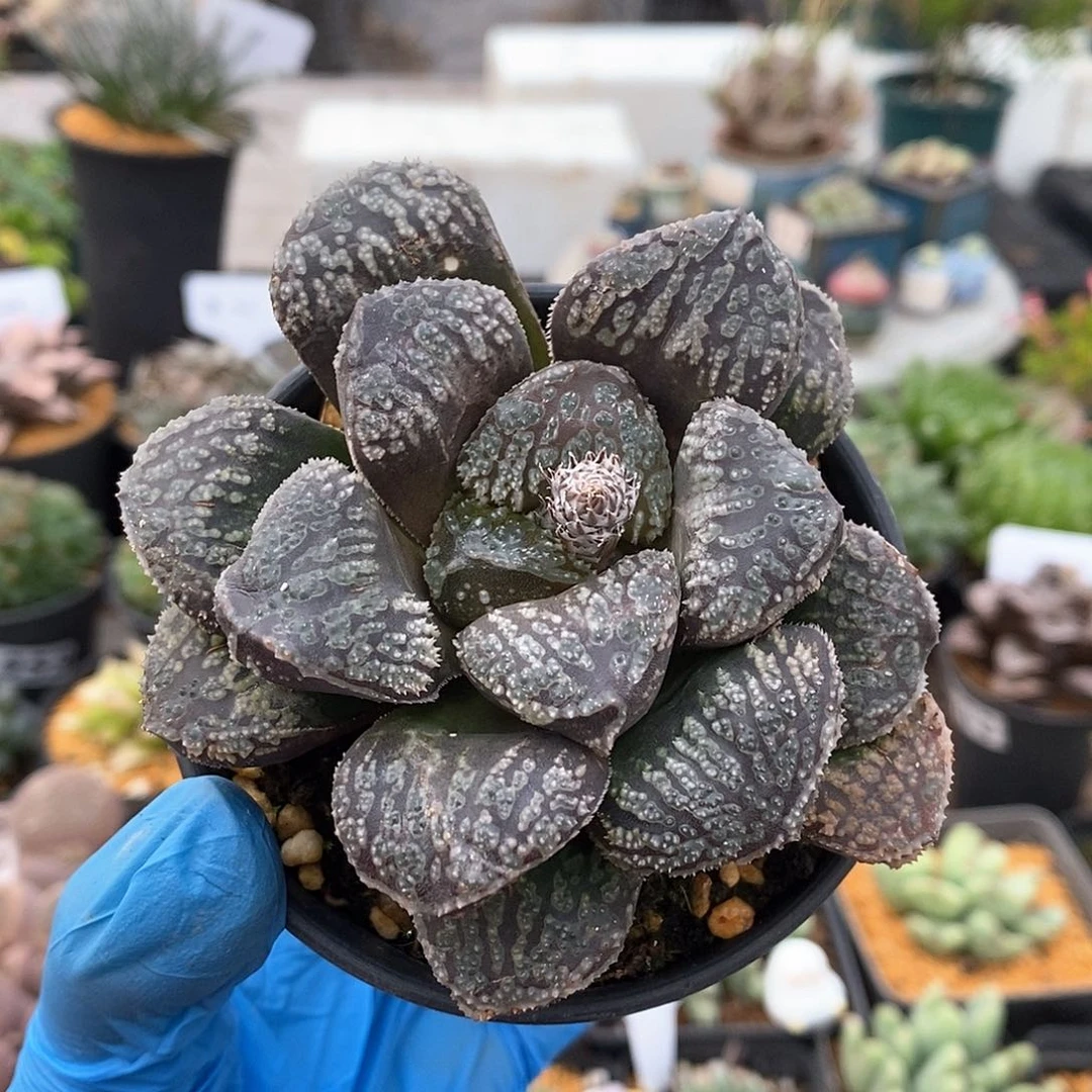 964 实生黑魔导大母本 带盆土 有疤