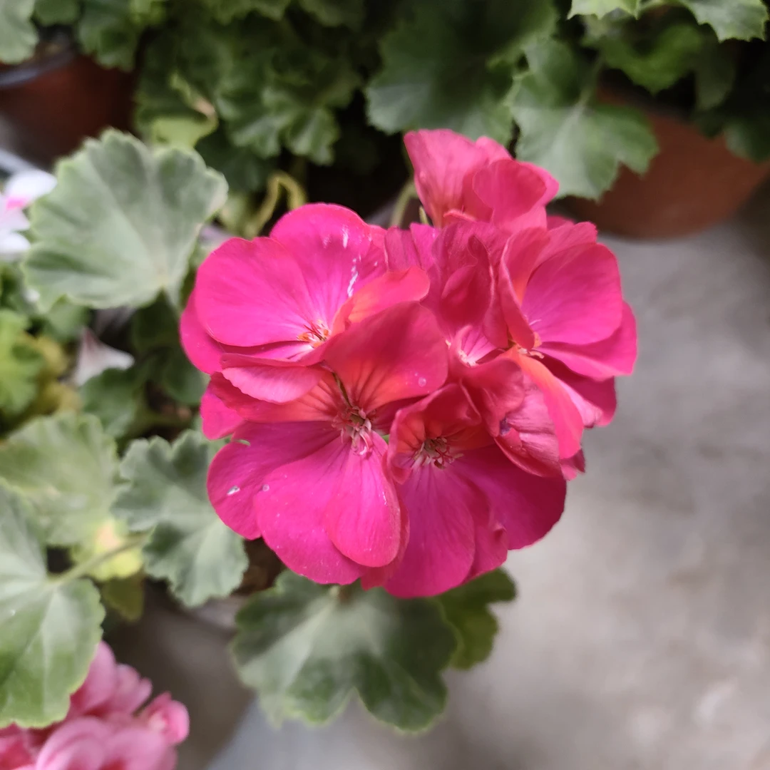 直立天竺葵烟花+国旗红中苗130盆带花苞发货