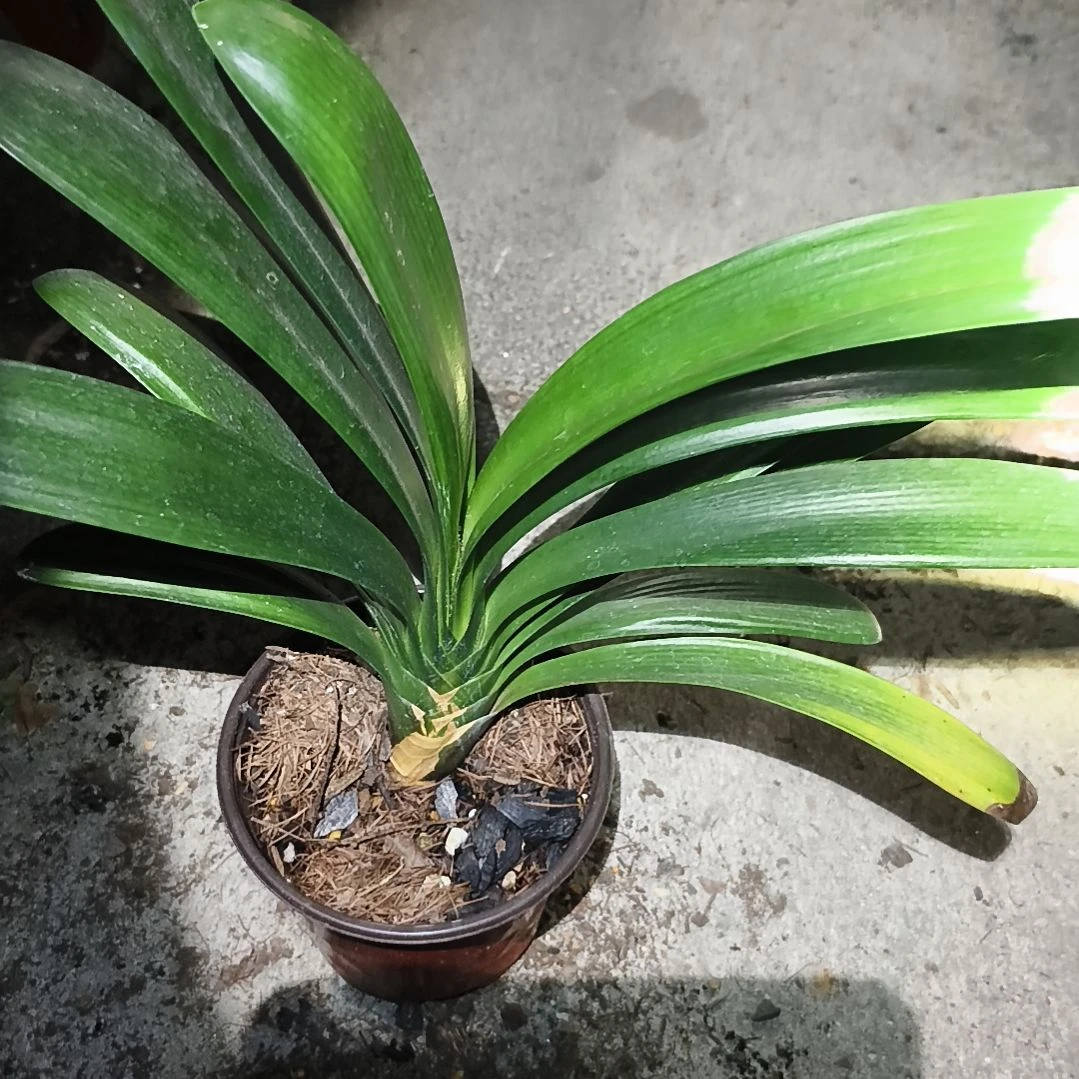 雨***丝完全开放盲盒大苗残叶特惠一棵