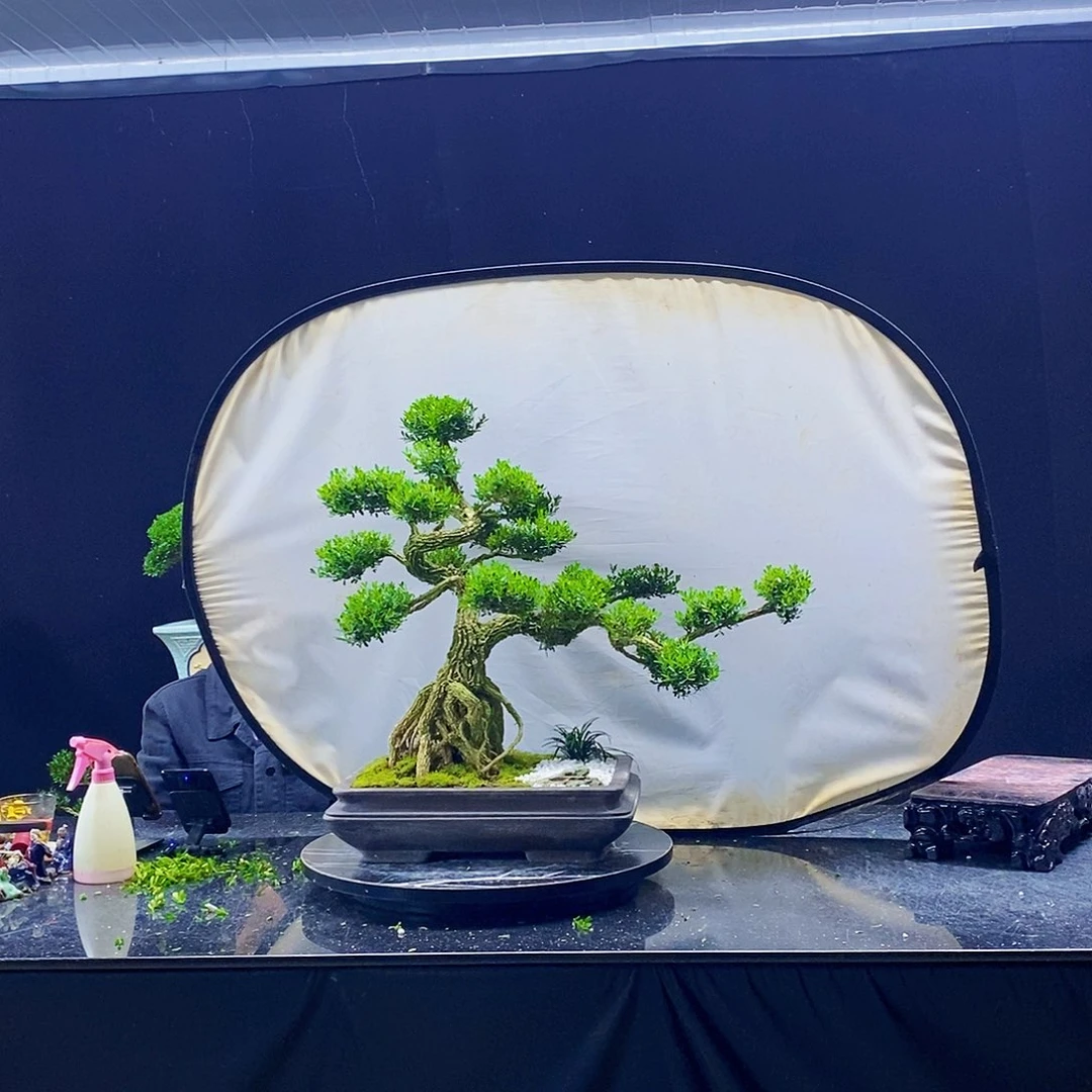 无花朵黄杨盆景造型