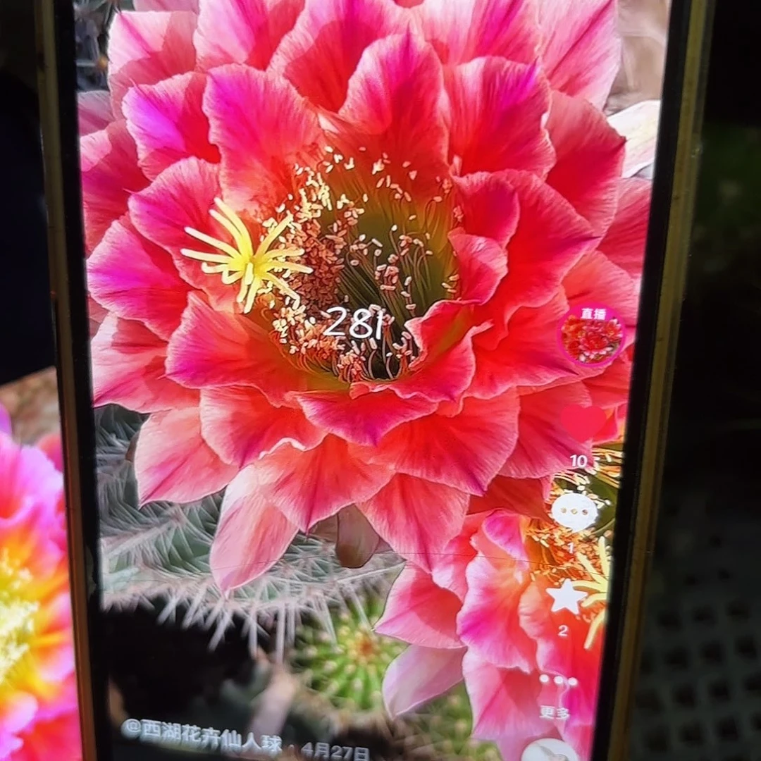 281毛侧牙20包邮仙人球