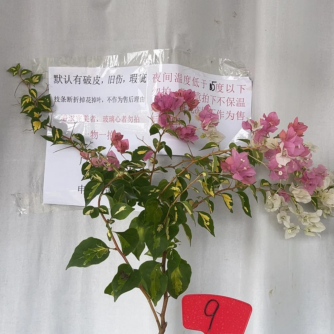 当前无花栽培后可以开花9金心橙白