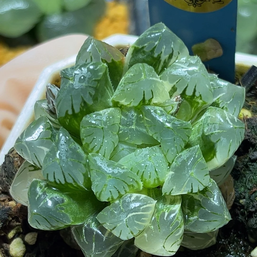 恭喜发财大吉大利742