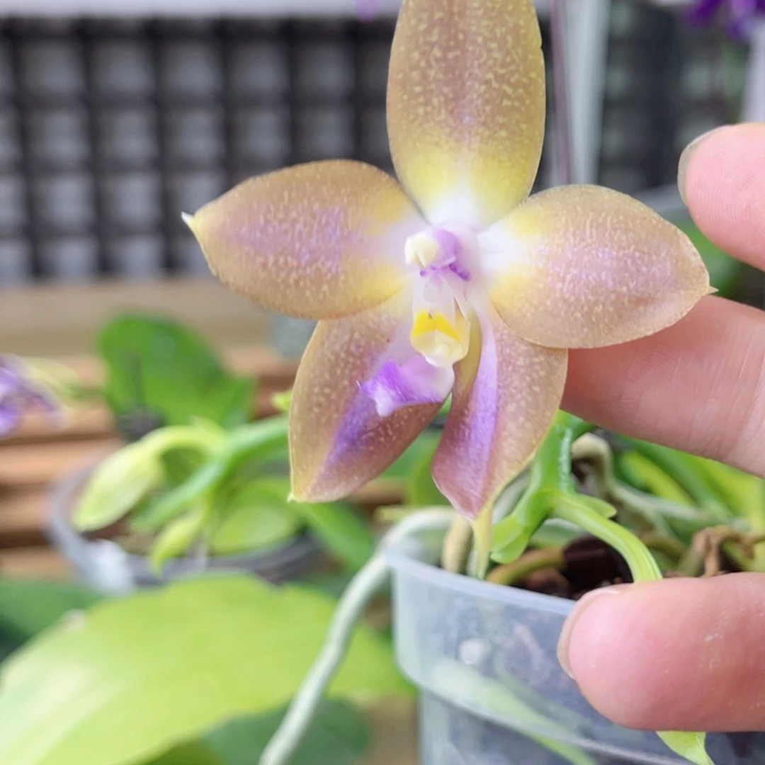 完全开放K22191-1367