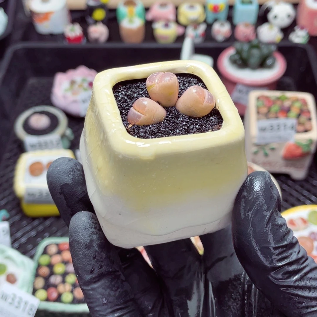 w3321--带盆土发货，零下地区拍保温箱