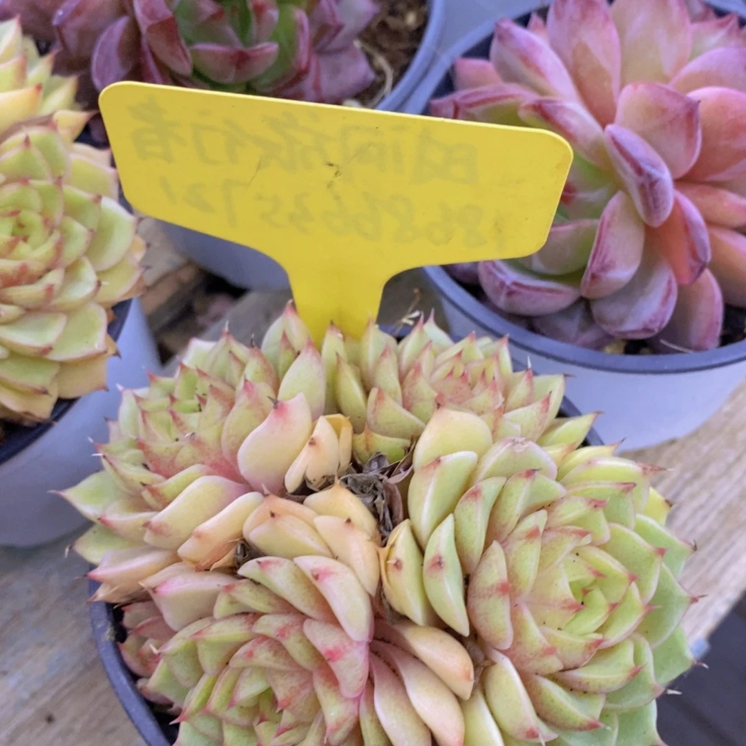 活动专场，最后一场，一单包邮