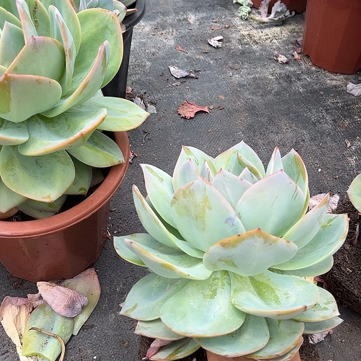 白凤9.99多肉植物精品单头