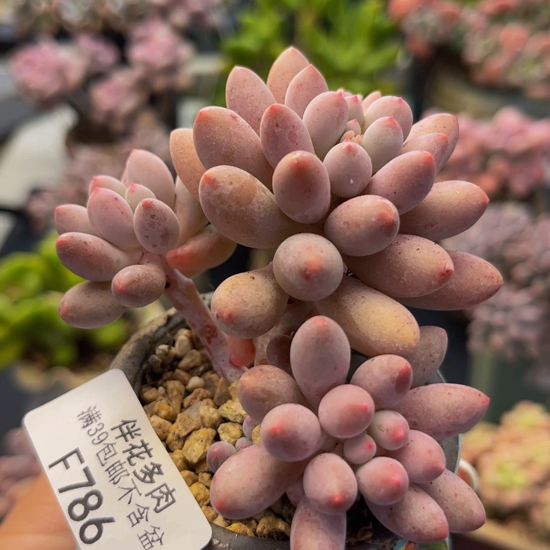 786-香水手指多肉6cm