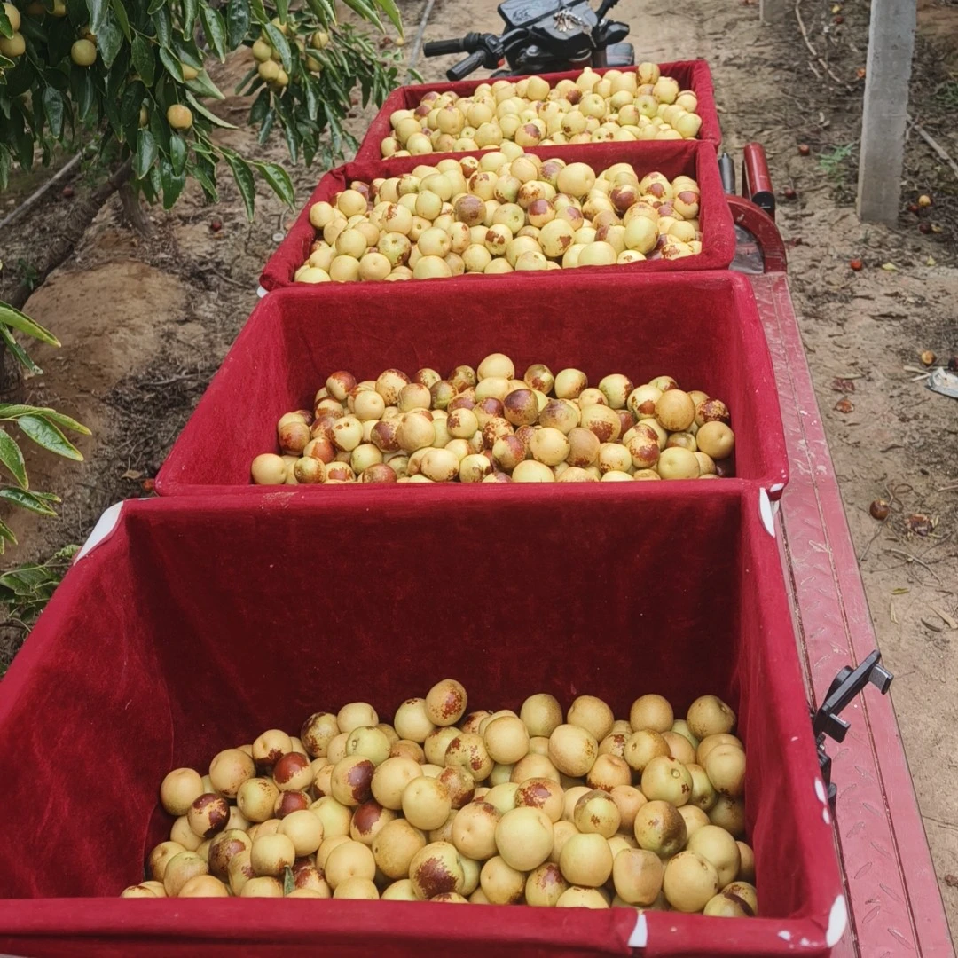 顺丰包邮大荔冬枣高品质脆甜可口当季新鲜水果