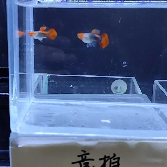 孔雀鱼8蓝贵族球一对