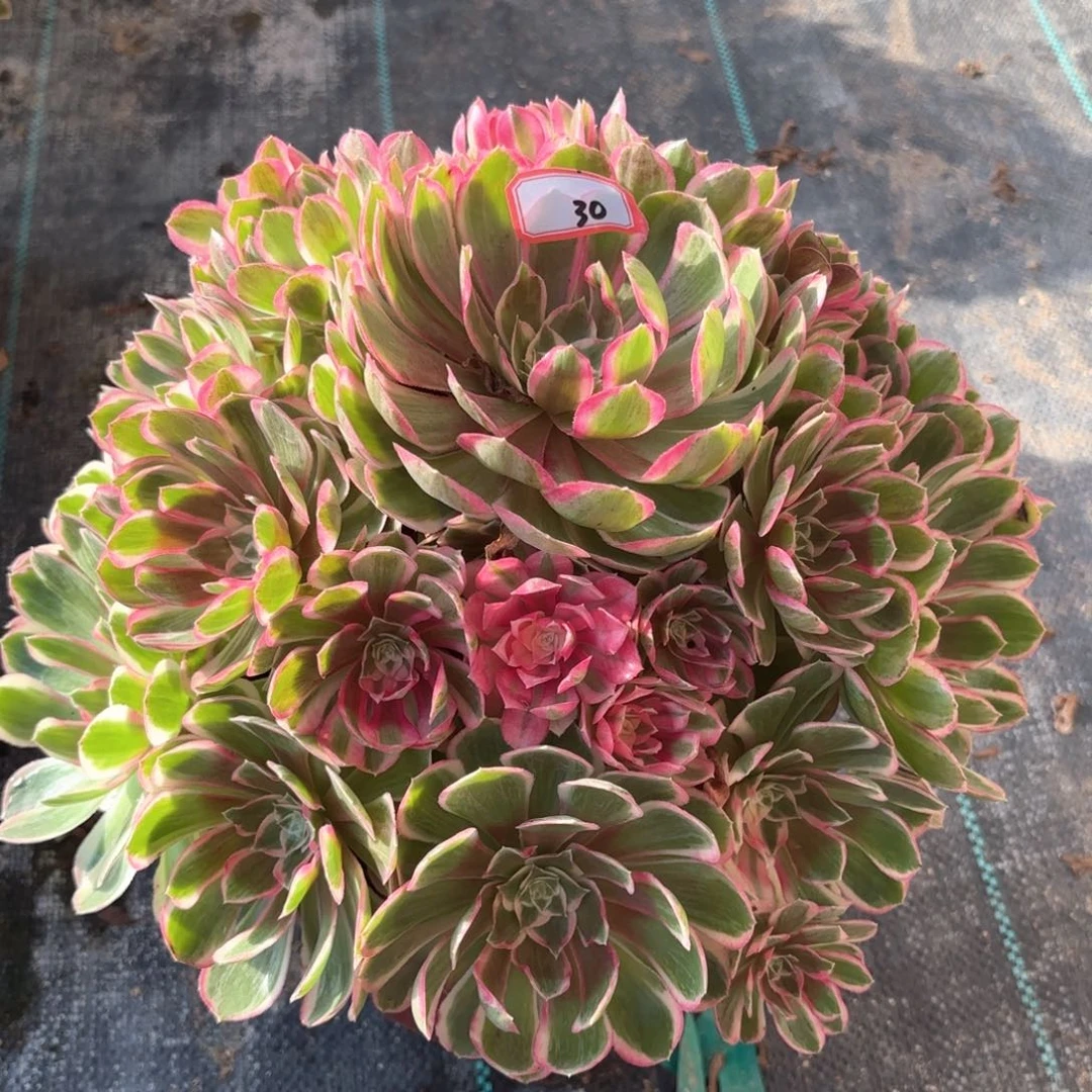 全部花朵30孔雀翎多肉植物