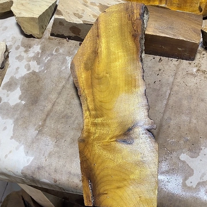 金丝楠木小叶楠木