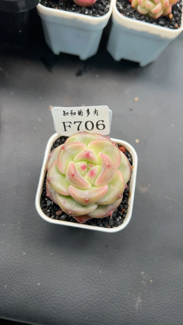 知和的多肉F706专拍链接