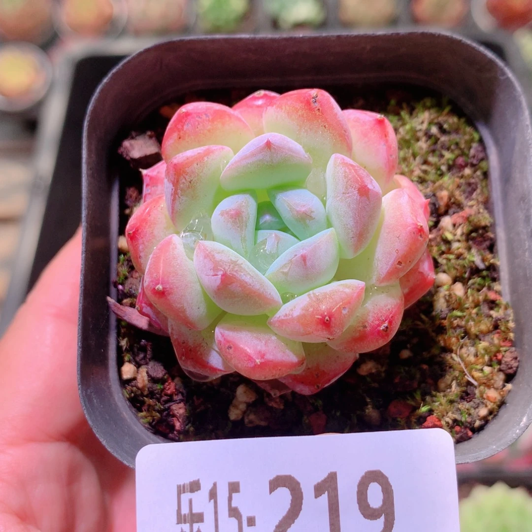 乐然15-219 白桃汽水