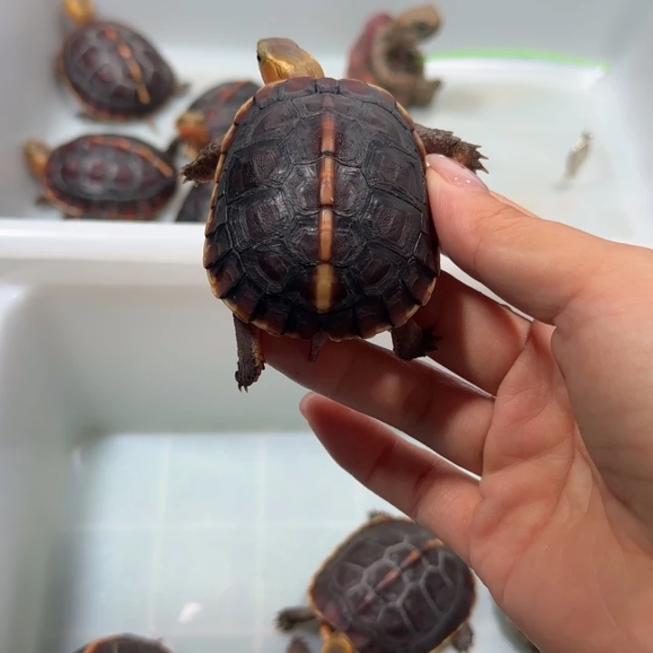 宠物龟公母搭配安缘